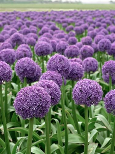 Allium macleanii 'Globemaster' ca. 11x11 cm Topf - Zierlauch, große violette Blüten, Blütezeit Mai-Juni, ideal für Rabatten, bienenfreundlich, pflegeleicht
