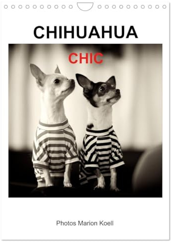 CHIHUAHUA CHIC Photos Marion Koell (Wandkalender 2026 DIN A4 hoch), CALVENDO Monatskalender: Die CHIHUAHUA Geschwister Maya und Brownie werden gerne chic angezogen (CALVENDO Tiere)