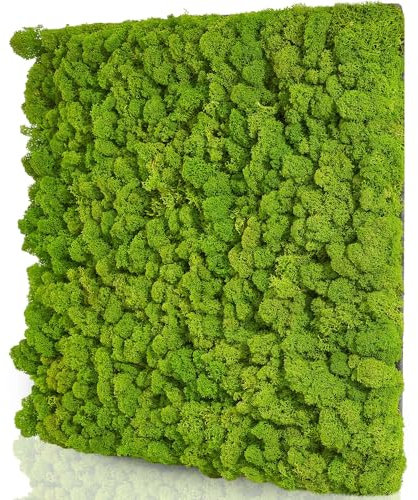 naturewalls Moospaneele Flex - 50 x 50 (selbstklebend) - Moosbild Islandmoos - Mooswand selber machen - Moosplatte