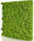 naturewalls Moospaneele Flex - 50 x 50 (selbstklebend) - Moosbild Islandmoos - Mooswand selber machen - Moosplatte