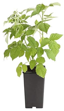 Fruto del Bosque - Planta de la Frambuesa - Haz Crecer Frambuesas en el Hogar
