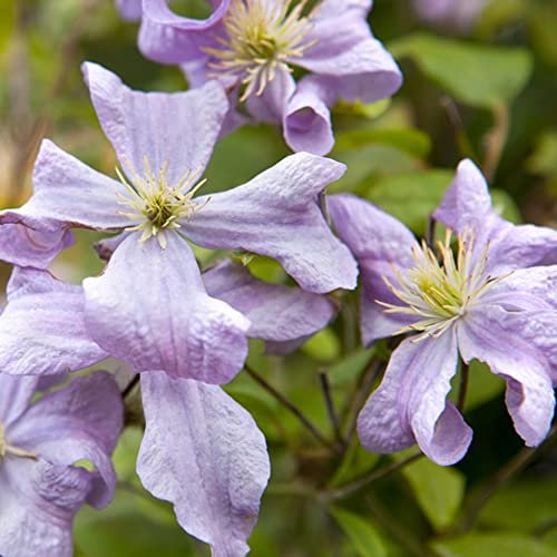 Clematis Prince Charles | Hardy Deciduous Climbing Garden Plant (110-120cm Incl. Pot)