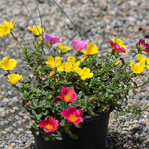 Portulak Samen Winterportulak Balkon GemüSe KräUtersamen KräUter Pflanzen PortulakröSchen KräUtersamen Winterharte Pflanzen FüR Garten Portulak WintergemüSe Samen KräUtergarten Geschenk 200 Saatgut