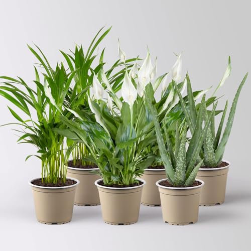 Grünpflanzen-Set Saubere Luft Sonne-Halbschatten, Topf-Ø 12 cm, 6 Pflanzen