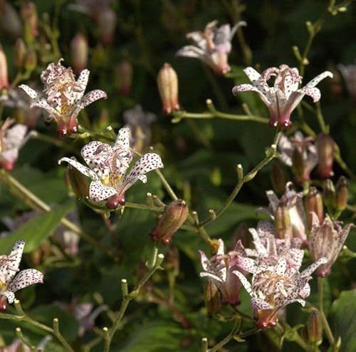 Violette Krötenlilie mit Punkte - Tricyrtis formosana - lebende Gartenpflanze aus den Baumschulen