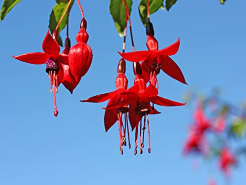 Heißer Verkaufs-Rot Fuchsien Samen Laterne Blumen Bonsai Fuchsia Perennial Blütenpflanzen Blumen pflanzt Bell-Blumen-Samen 100PCS