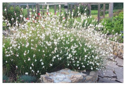 3 x Gaura lindheimeri 'Whirling Butterflies‘ (Stauden/Staude/Winterhart/Mehrjährig) Prachtkerze weiß - Dauerblüher - Schwebende Blüten, die wie Schmetterlinge wirken - von Stauden Gänge