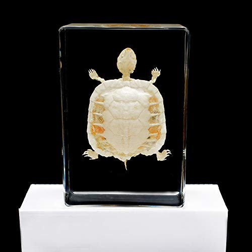Vero Esemplare di Scheletro di Tartaruga Campione di Animale Fermacarte Collezione di Resine Display Creature Scienza Educazione Campioni di Classe
