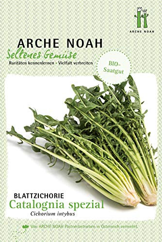 Arche Noah 6713 Blattzichorie Catalogna spezial (Bio-Blattzichoriesamen)