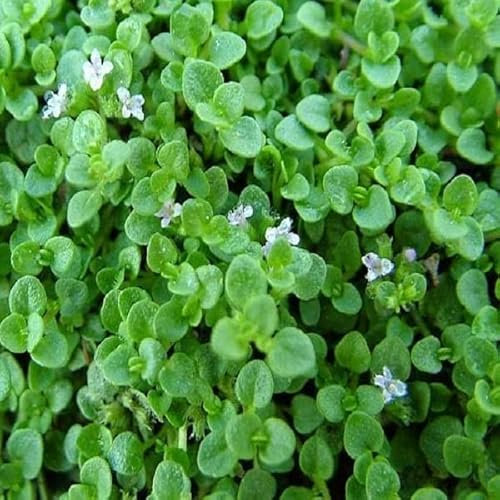 6 x Korsische Minze - Mentha Requienii Topf 9x9cm: Bodendecker, intensives Minzaroma, ideal für Teppichbeete.