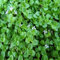 6 x Korsische Minze - Mentha Requienii Topf 9x9cm: Bodendecker, intensives Minzaroma, ideal für Teppichbeete.