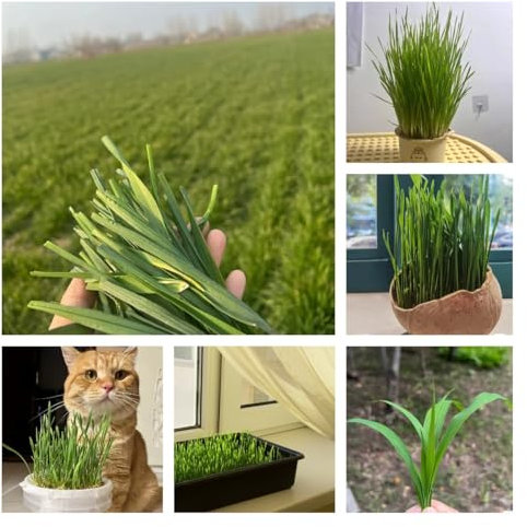 60 Pcs Katzengras Samen Bio - Cat Grass - Bodendecker Winterhart Mehrjährig Dactylis Glomerata, Wheatgrass, Katzen Grass, Winterharte Kübelpflanzen, Gemüsesamen Katzengras Pflanze,