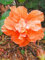 Shopmeeko 100 STÃœCKE Seltene Hibiskus-baum Chinesische Doppel Hibiskus-blume Mehrjährige Indoor Bonsai Pflanze Für Hausgarten Dekoration: 2