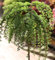 Hochstamm Japanische Lärche Stiff Weeper 100-125cm - Larix kaempferi - Gartenpflanze