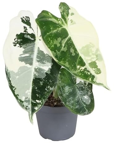 Alocasia 'Frydek Variegata' - Elefantenohr, Pfeilblatt - Topf Ø 6 cm -Rarität