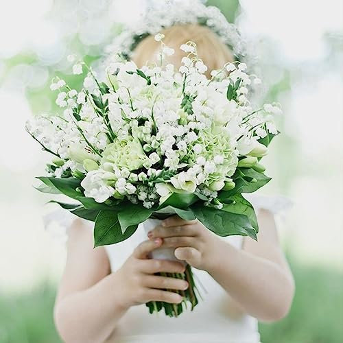Generic Semillas de flores de lirio, 100 piezas Convallaria Majalis Semillas de flores de lirio Bonsai Jardín Balcón Planta de techo Semillas de lirio de los valles