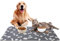 Napfunterlage Hund Katzen rutschfest, Super Saugfähige Futtermatte für Hunde und Katze 60x40 cm, Schnelltrocknend Leicht Reinigen Unterlage Hundenapf Katzennapf, Futternapf Fressnapf Unterlage Matte