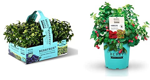 BrazelBerry 'BerryBux' Heidelbeere, Beerenobst Strauch & BrazelBerry 'Raspberry Shortcake' Himbeere, Beerenobst Strauch, Blume, winterhart, Pflanze im Topf für Garten, Terrasse, Balkon oder Kübel