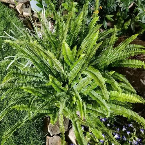 200 pcs Nephrolepis Schwertfarn samen, Nephrolepis auriculata, farn zimmerpflanze bonsai samen, hängepflanze pflanzentopf büropflanzen, exotische pflanzen nachhaltige geschenke für frauen
