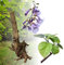 Blauglockenbaum Paulownia SHANDONG schnellwachsend - auch bekannt als Kiri-Baum, Kaiserbaum mit blauvioletten & glockenförmigen Blüten als Wertholz & Schattenbaum (1 Stk, Wurzelstock zweijährig)