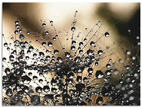 ARTland Wanddeko Wandbild Alu Verbundplatte für Innen & Outdoor Bild 60x45 cm Botanik Blumen Pusteblume Fotografie Schwarz Nasser Löwenzahn S5YR