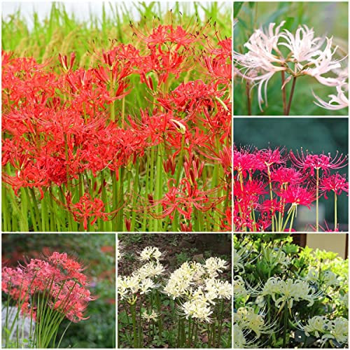 5 Stück blutblume lycoris radiata zwiebel spinnenlilien zwiebeln winterhart mehrjährig - Seltene Pflanzen serie - mix blumen kräutergarten geschenk pflanze blumendeko blumenzwiebeln