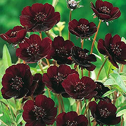Luojuny Cosmos Seeds, 200 Stück, auffällige Blumensamen, schnelle Keimung, reichhaltiger Duft, Schokoladen-Cosmos, dekorative Topfsamen für den Garten Schokoladen-Kosmos-Samen