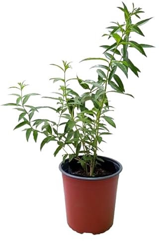 Planta de Exterior Hierba Luisa Grande con Aroma a Citronela Repelente Mosquitos