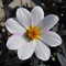Dahlie Dahlegria Weiß | 1 Stück | Knolle | Topfpflanze | Geeignet für Kübel | Weiß | 100% Blütegarantie | QFB Gardening