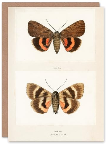 Artery8 Sherman Denton Art Card Darling Underwing Moth Illustration