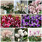 100 Pcs Alpenveilchen Samen, Gartendeko Für Draußen, Balkonpflanzen (Cyclamen Persicum) Blumenwiese Samen, Steingartenpflanzen Winterhart, Blumensamen Gastgeschenk, Stauden Wildblumensamen