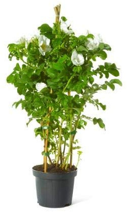 Kartoffelrose Weiße Apfelrose Rosa rugosa Alba beliebte Wildrose Heckenrose Bienenweide Nährgehölz