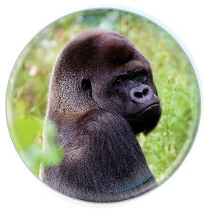 Deluxebase Magnidome Gorilla Kühlschrankmagnet aus Kristallglas für Kinder, tolle gewölbte Magnete für Heimdekorationen und Zubehör