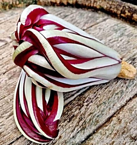 Radicchio Rossa di Treviso Samen, roter Chicoree (100 Samen)