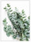 ABCWARRT Nordic City Landschaft Bogen Leinwand Malerei Eukalyptus Bild Blatt Poster Grüner Baum Und Auto Malerei Wandkunst Für Wohnkultur (50 * 70cm Kein Rahmen,9)