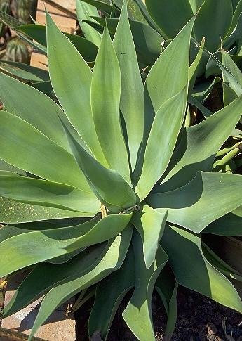Seeds Foxtail Agave 15 Semi - Agave attenuata - Cactus: Only seeds