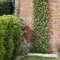 Garden Mile Topiary Trellis Green, Red or White Leaves and Flowers Artificial Leaf Trellis Spring and Summer Creeping Garden Decoration Faux (180 x 90cm, Lemon Leaf)