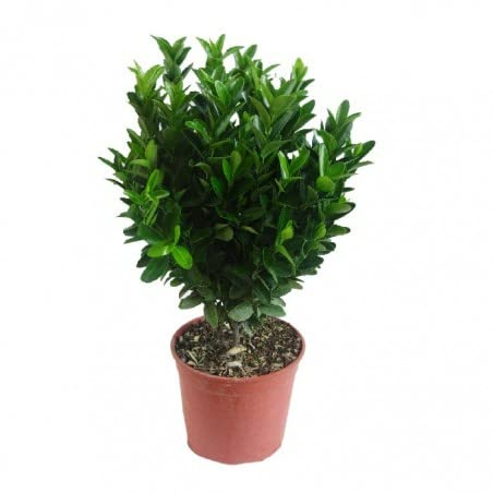 Verdecora Euonymus Japonicus | Evonimus, Evonimo, Bonetero de Japón| Planta Arbusto natural de exterior (Maceta 3 Litros)