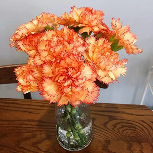 100 Stück bartnelken samen mehrjährig Nelken Nelke - Seltene Pflanzen serie - blumensamen balkon exotische pflanzen wiesensaatgut bienenwiese topf pflanze steingartenpflanzen winterhart