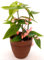 POWERS TO FLOWERS - BEGONIA TAMAYA, CORALLINA, TAMAIA, IN VASO CERAMICA MOKKA, pianta vera