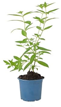 DECOALIVE Planta Aromática Hierba Luisa Ideal para Terraza o Jardín