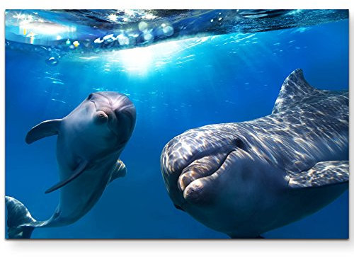 Paul Sinus Art Leinwandbilder | Bilder Leinwand 120x80cm zwei neugierige Delfine im Meer
