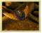 arte-tuo Bilderrahmen Saphir 75x98 cm Gold Schliff mit klarem Kunstglas für Poster Puzzle Diamond Painting