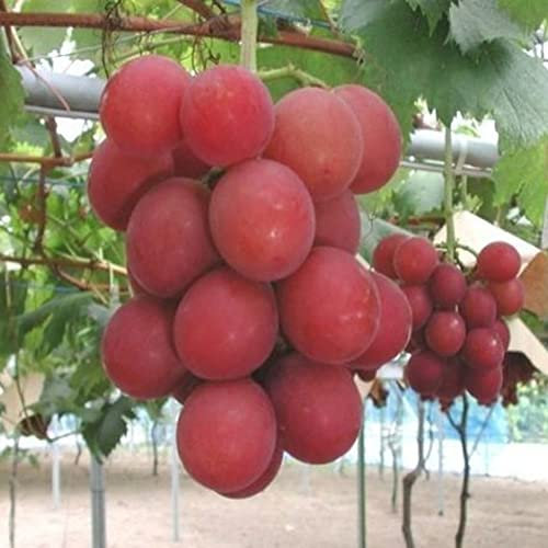Haloppe 50 Unids Semillas de Fruta de UVA para la Plantación de Jardín en el Hogar, Semillas de UVA Fruta Deliciosa Patio Jardín Techo Balcón Planta Semillas de UVA