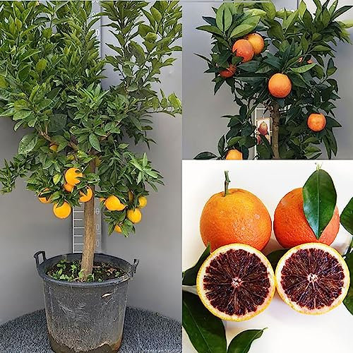 SAVINI VIVAI Pianta di Arancio Albero di Agrumi Arancio Moro in Vaso da 50 cm Altezza 180-200 cm 8-10 Anni di innesto Made Italy