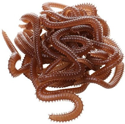 Ein Box Erde Wurm, Weich Köder 20g, Gummiköder Fischköder