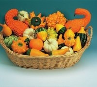 Just Seed Ornamental Gourd - Improved Small Fruited Mix - 500 Seeds - Large Packet
