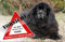 +++ NEUFUNDLÄNDER - Metall Warnschild Schild Hundeschild Sign - NFL 01 T3