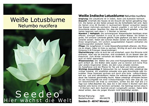 Seedeo® Weiße Indische Lotusblume (Nelumbo nucifera) 7 Samen