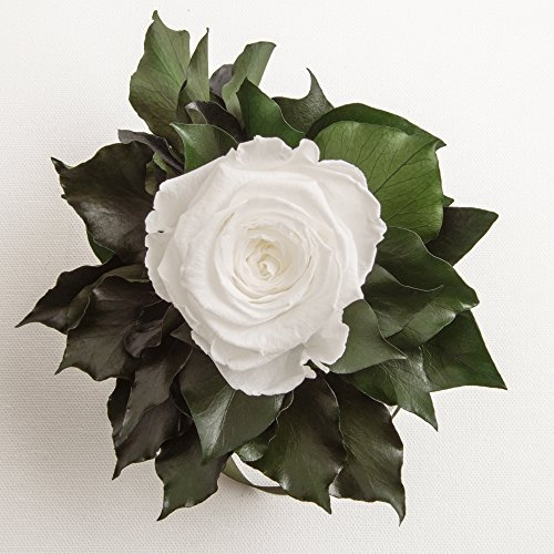 Exklusives Blumensträusschen konserviert mit 1 Rose - Rosemarie Schulz (Weiss)